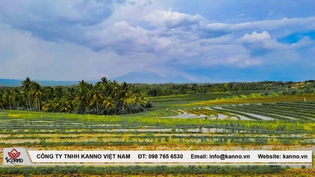 Mộ Miền Tây: Văn Hóa Đặc Sắc Của Người Dân Miền Sông Nước mộ miền Tây Mộ Miền Tây: Văn Hóa Đặc Sắc Của Người Dân Miền Sông Nước