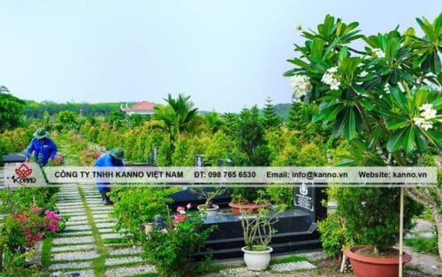 Hình ảnh Xung quanh mộ nên trồng cây gì? - Kanno Việt Nam